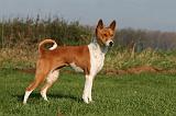 BASENJI 077